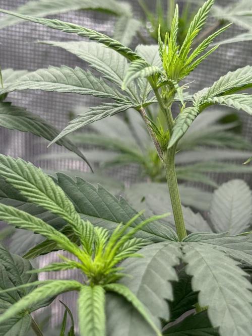 My First Seed to Harvest | Budget build. Week 8