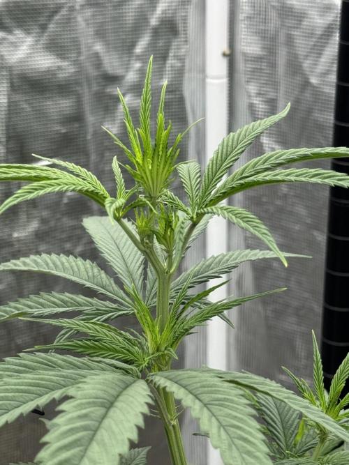 My First Seed to Harvest | Budget build. Week 8