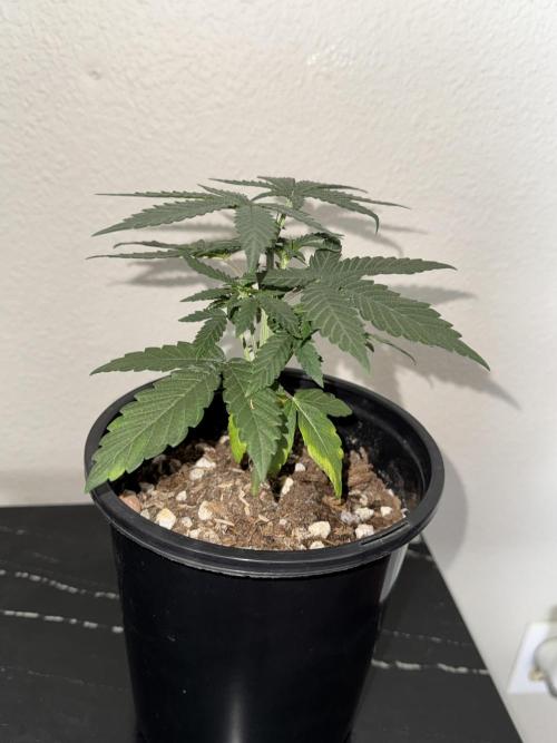 Is it a Boy or Girl?. Week 4 - Growing slowly but surely and very dense