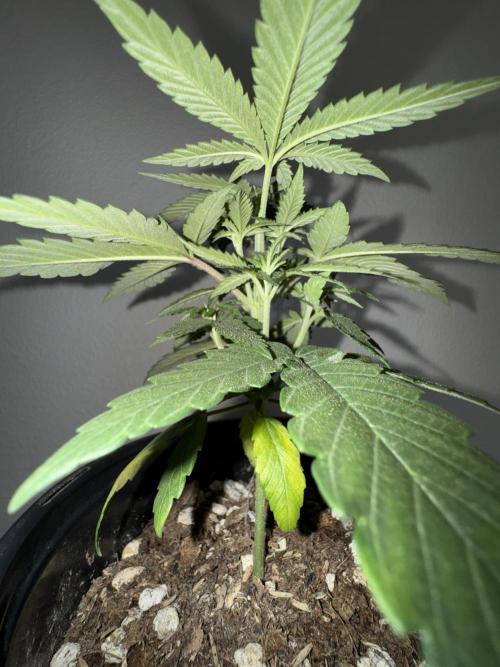 Is it a Boy or Girl?. Week 4 - Very dense for its age 