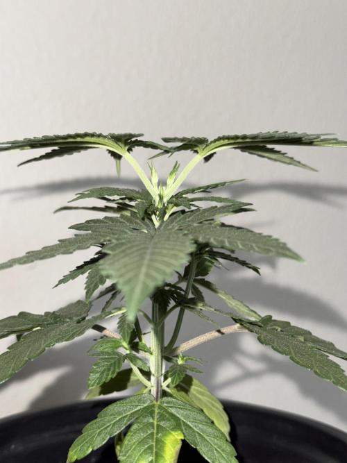 Is it a Boy or Girl?. Week 4 - Here the topping performed is visible 