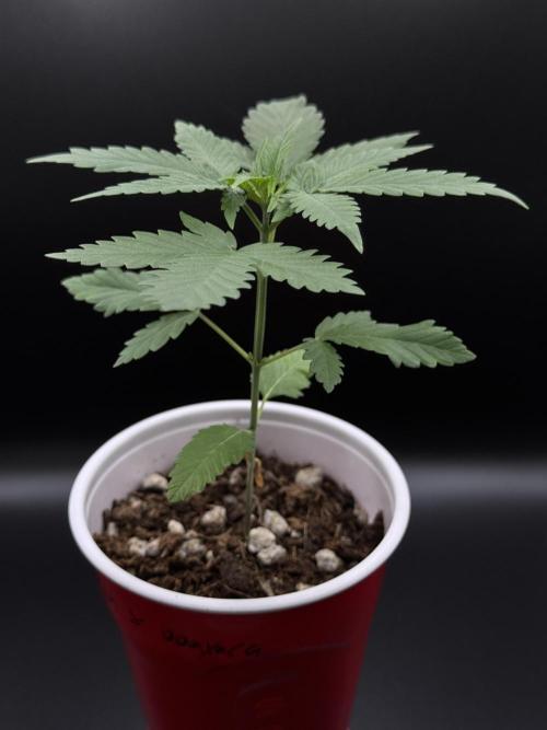 Island seeds in the Mainland. Week 3