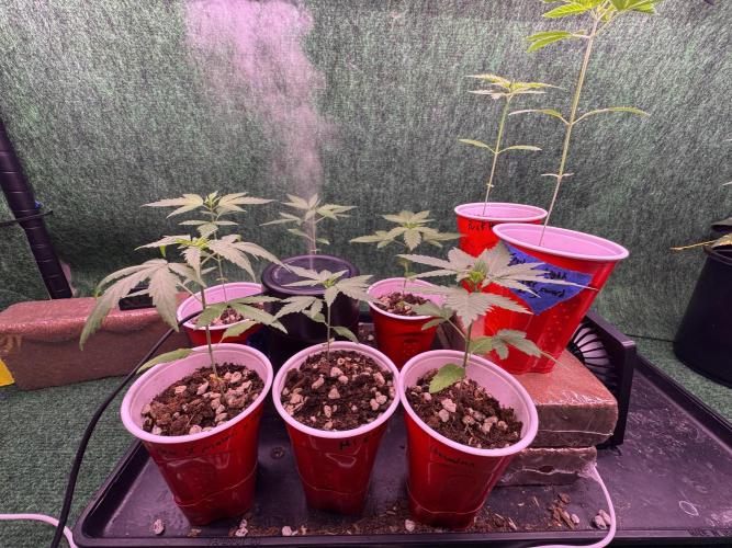 Island seeds in the Mainland. Week 3