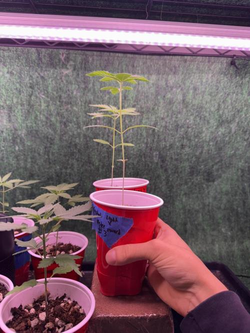 Island seeds in the Mainland. Week 3 - What absolute stretchers!!! Different strains too!! 