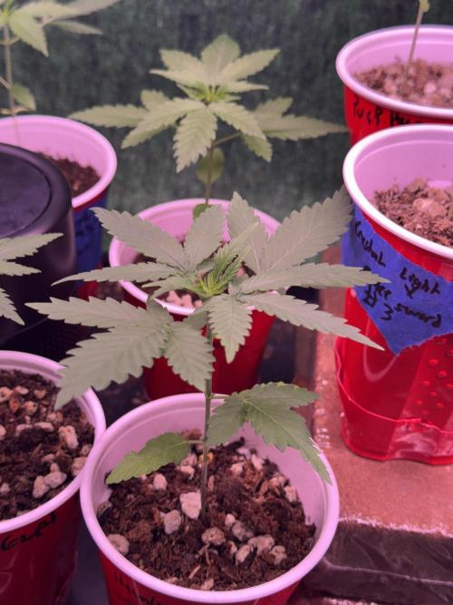 Island seeds in the Mainland. Week 3