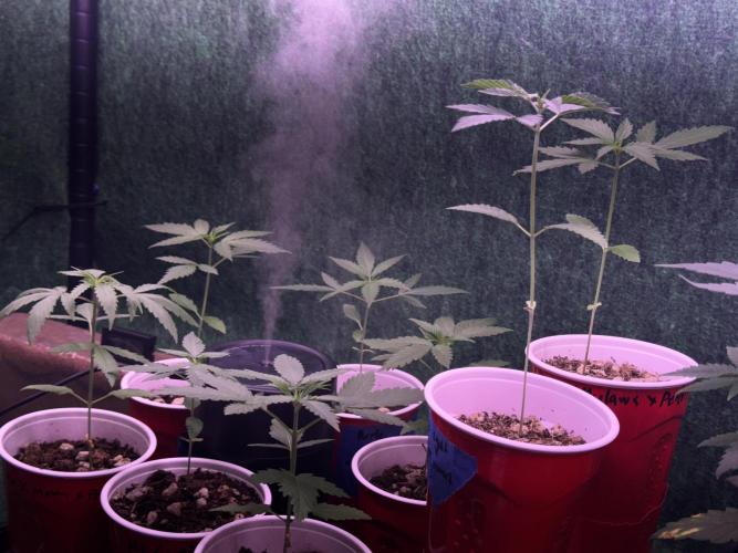 Island seeds in the Mainland. Week 3