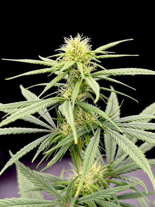 My First Seed to Harvest | Budget build. Week 10