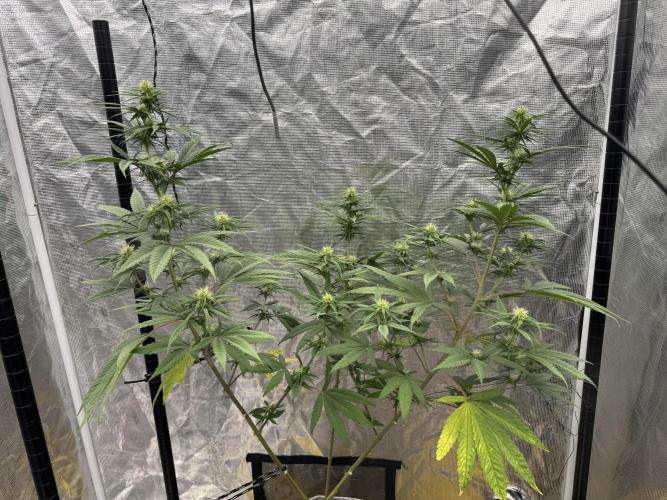 My First Seed to Harvest | Budget build. Week 10