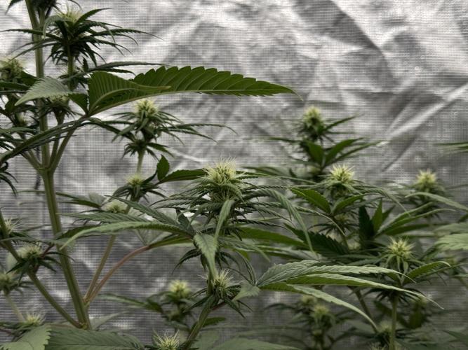 My First Seed to Harvest | Budget build. Week 10