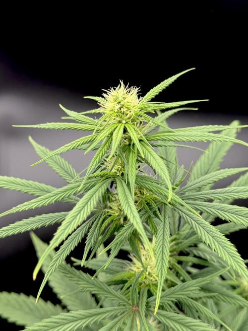 My First Seed to Harvest | Budget build. Week 10