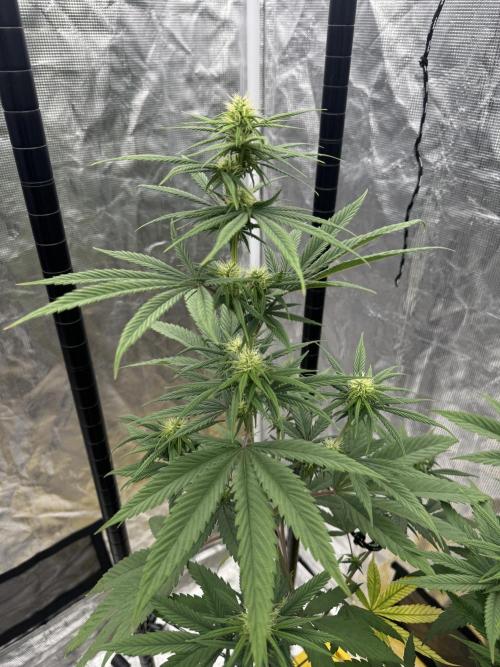 My First Seed to Harvest | Budget build. Week 10