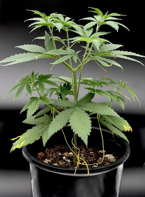 Is it a Boy or Girl? (mystery seed). Week 6