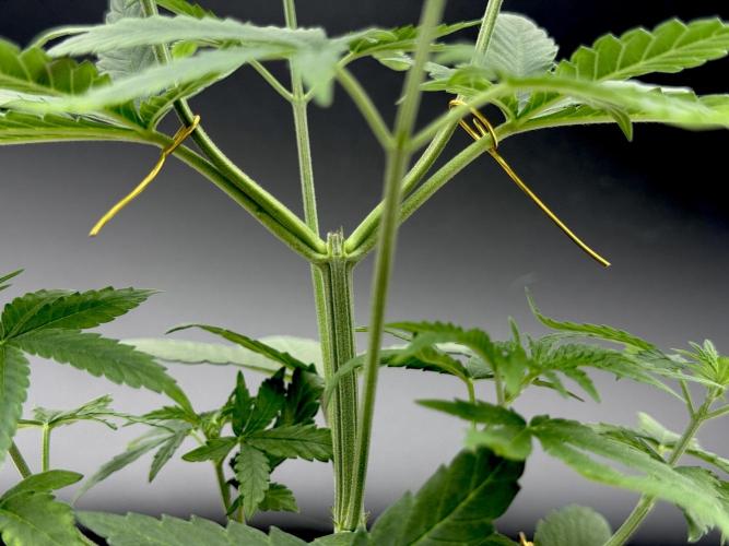 Is it a Boy or Girl? (mystery seed). Week 6