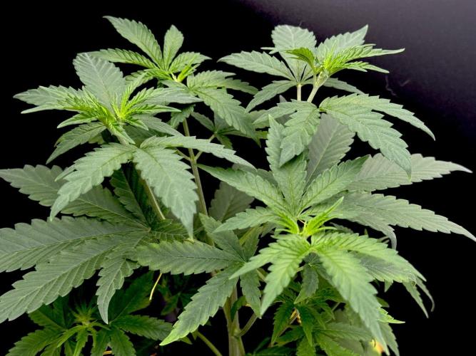 Is it a Boy or Girl? (mystery seed). Week 6 - Small canopy forms