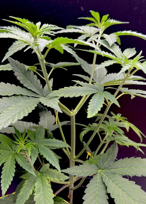 Is it a Boy or Girl? (mystery seed). Week 6 - 2 main shoots formed after topping previously 