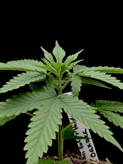 Island seeds in the Mainland. Week 4