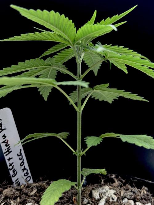 Island seeds in the Mainland. Week 4