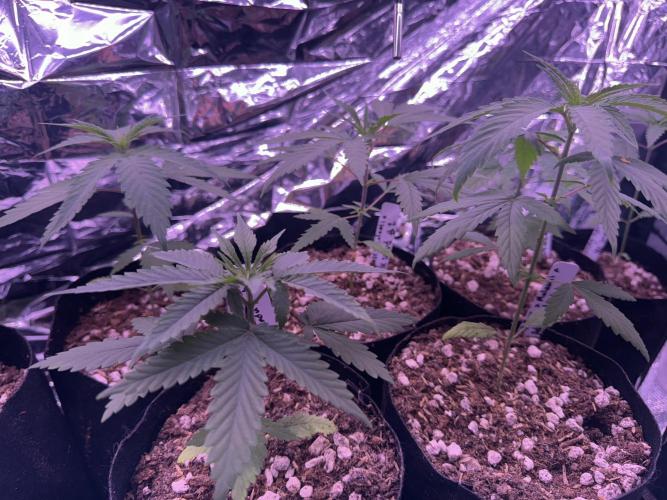 Island seeds in the Mainland. Week 4