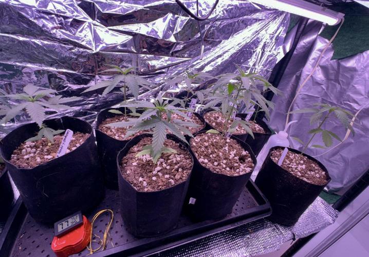 Island seeds in the Mainland. Week 4