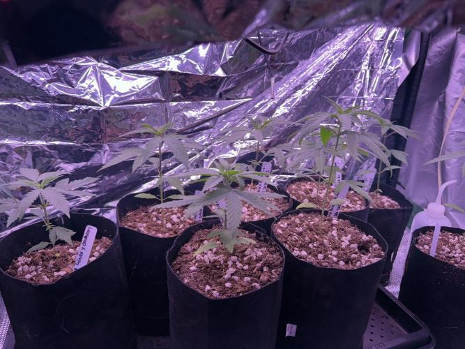 Island seeds in the Mainland. Week 4