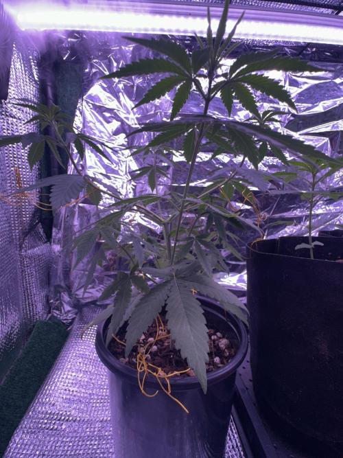 Is it a Boy or Girl? (mystery seed). Week 7