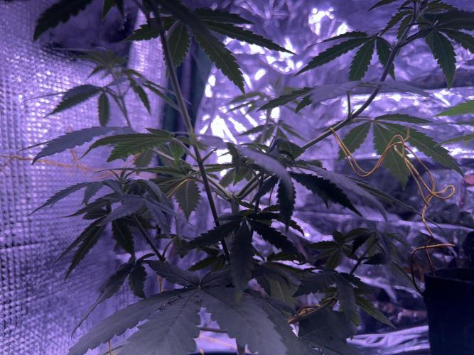 Is it a Boy or Girl? (mystery seed). Week 7