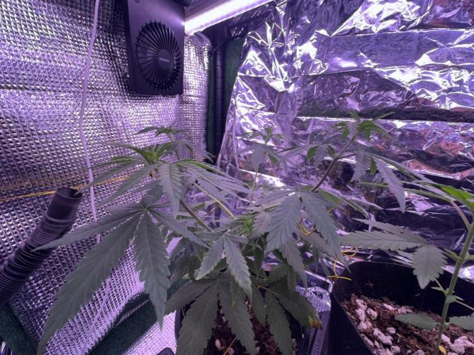 Is it a Boy or Girl? (mystery seed). Week 7