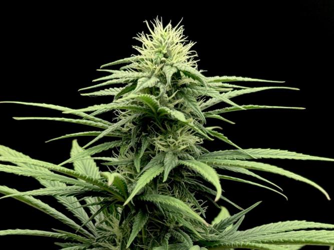 My First Seed to Harvest | Budget build. Week 11