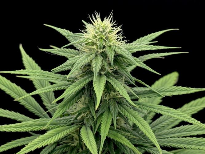 My First Seed to Harvest | Budget build. Week 11