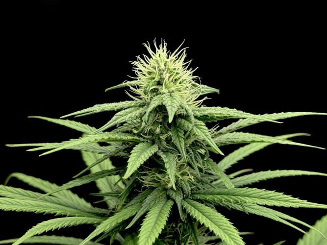 My First Seed to Harvest | Budget build. Week 11