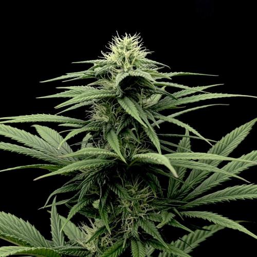 My First Seed to Harvest | Budget build. Week 11