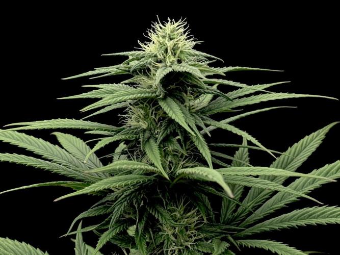 My First Seed to Harvest | Budget build. Week 11