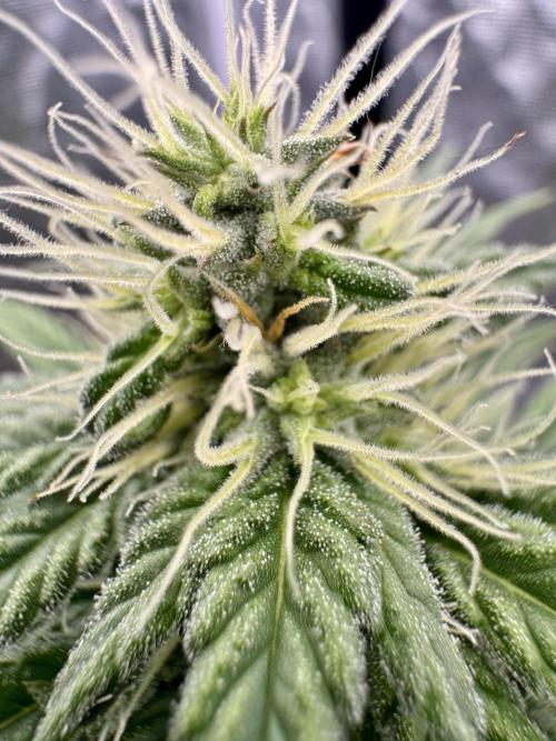 My First Seed to Harvest | Budget build. Week 11