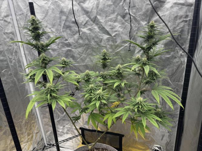 My First Seed to Harvest | Budget build. Week 11