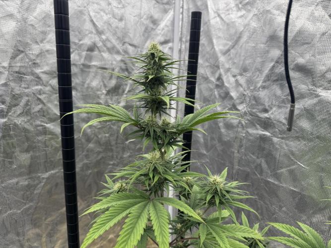 My First Seed to Harvest | Budget build. Week 11