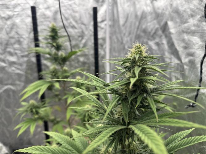 My First Seed to Harvest | Budget build. Week 11