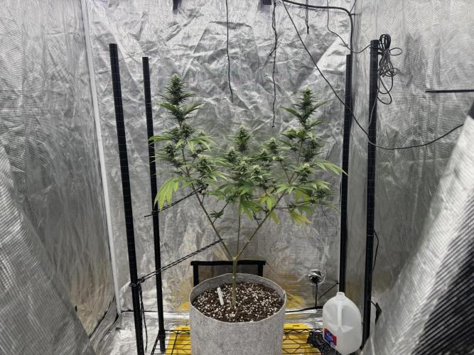 My First Seed to Harvest | Budget build. Week 11