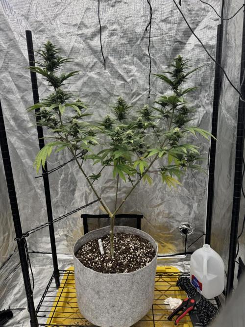 My First Seed to Harvest | Budget build. Week 11