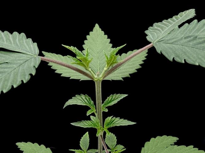 Island seeds in the Mainland. Week 5