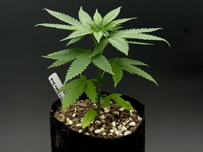 Island seeds in the Mainland. Week 5