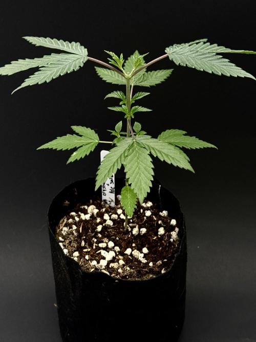 Island seeds in the Mainland. Week 5