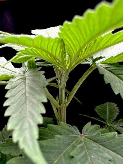 Island seeds in the Mainland. Week 5