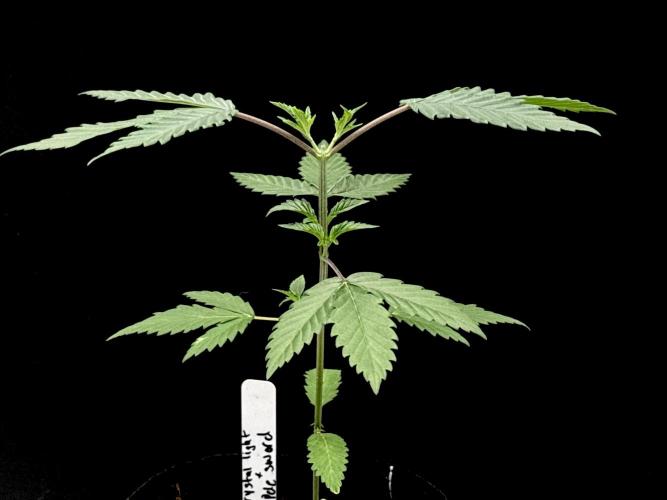 Island seeds in the Mainland. Week 5