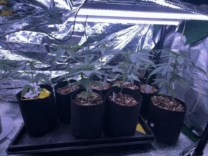 Island seeds in the Mainland. Week 5