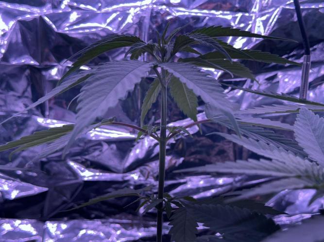 Island seeds in the Mainland. Week 5