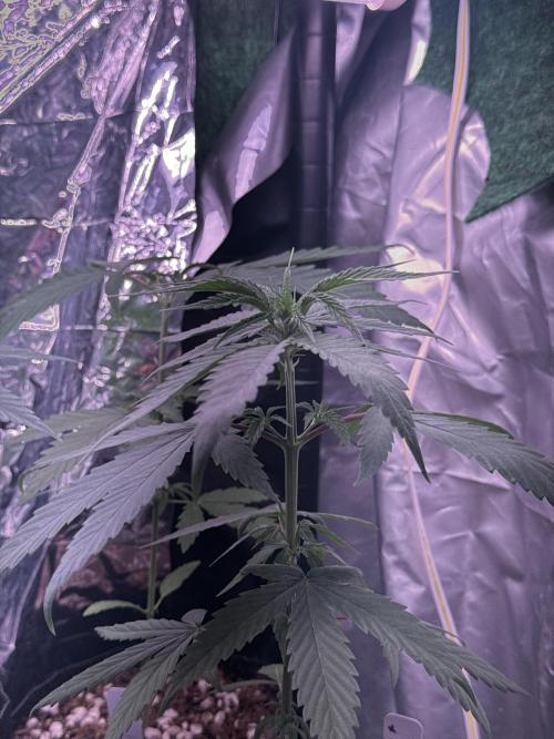 Island seeds in the Mainland. Week 5