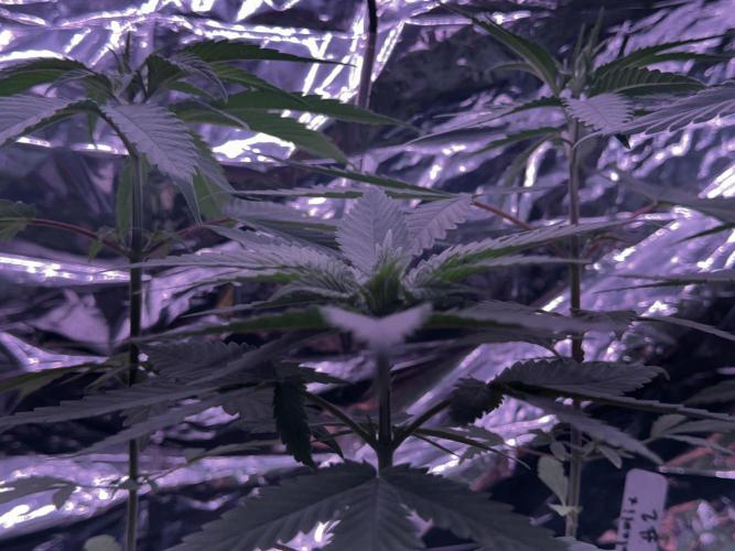 Island seeds in the Mainland. Week 5