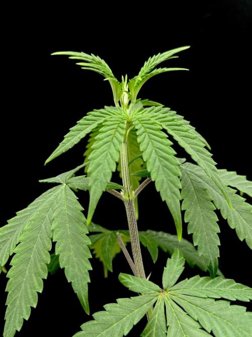 Is it a Boy or Girl? (mystery seed). Week 8