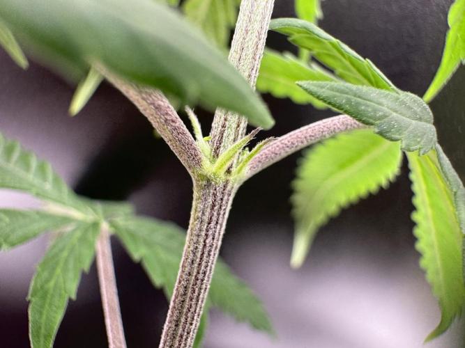 Is it a Boy or Girl? (mystery seed). Week 8