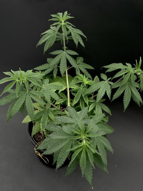 Is it a Boy or Girl? (mystery seed). Week 8